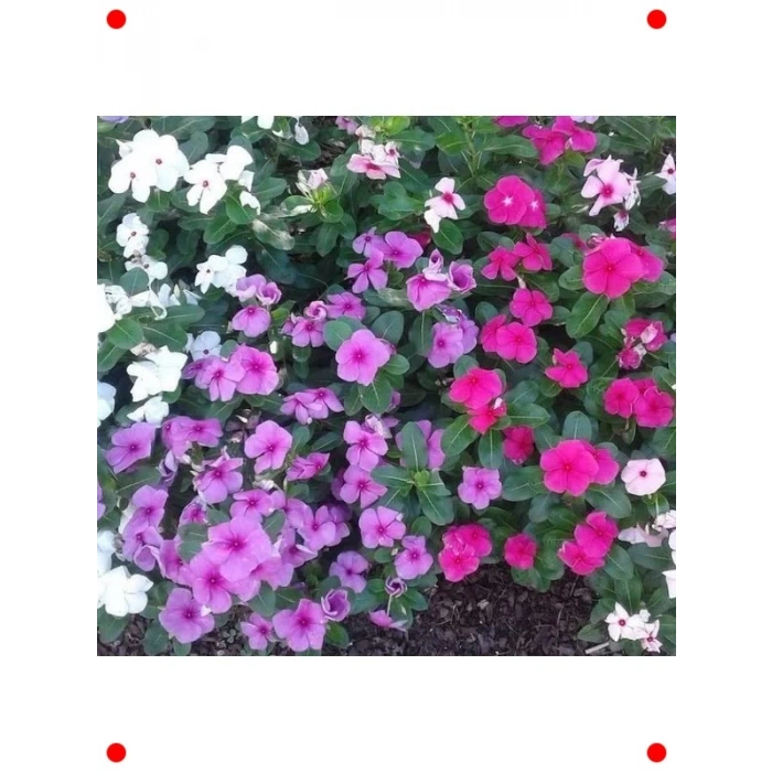 Çok Dallı Leylak Rozet Çiçeği Tohumu (15 Adet)