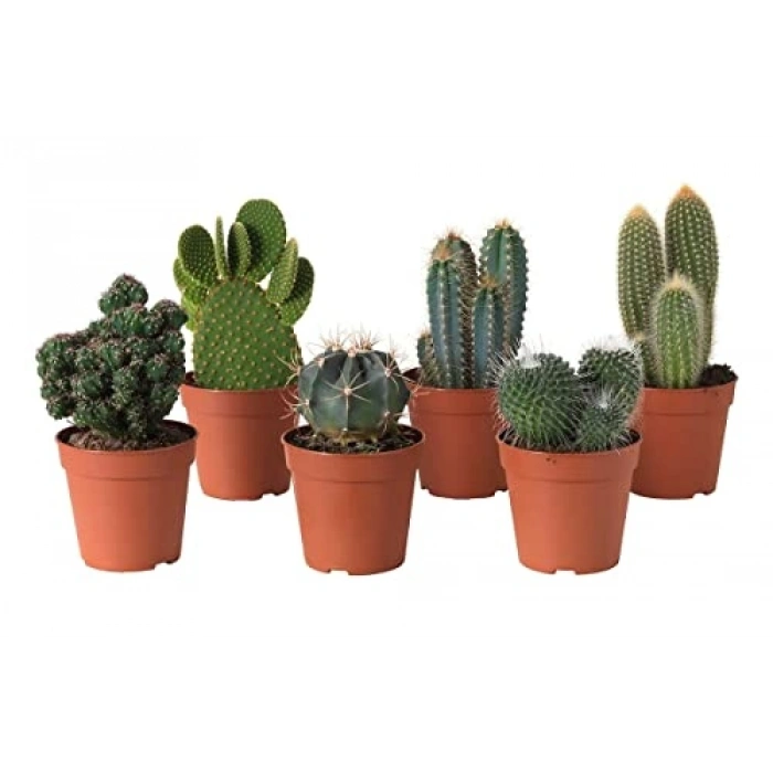 COMPO Cactea 1221 Kaktüs Toprağı, 5lt