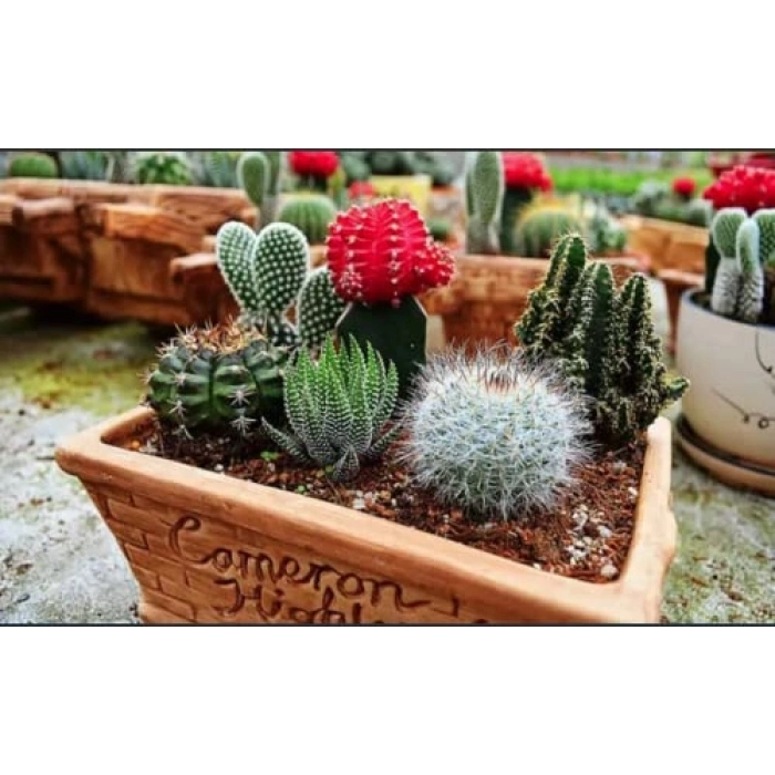 COMPO Cactea 1221 Kaktüs Toprağı, 5lt