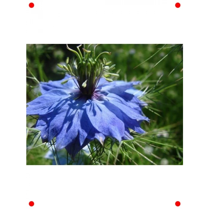 Çörek Otu Tohumu (150+ Adet)