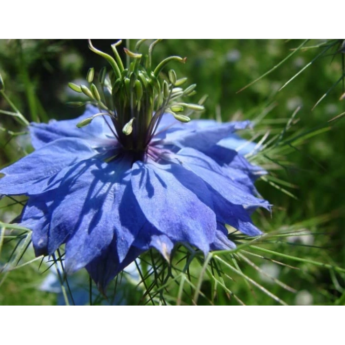 Çörek Otu Tohumu - 150 Adet, Doğal