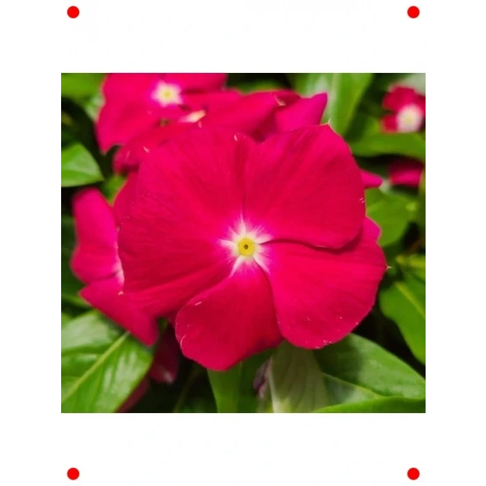 Cranberry Rozet Çiçeği  Tohumu (40 Adet)