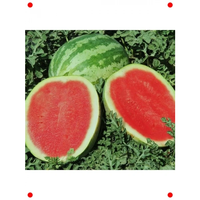 Crystal Sweet Karpuz Tohumu - İnanılmaz Tatlı ve Sulu