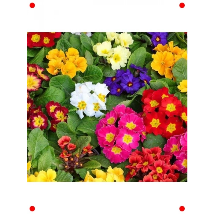 Çuha Çiçeği Tohumu