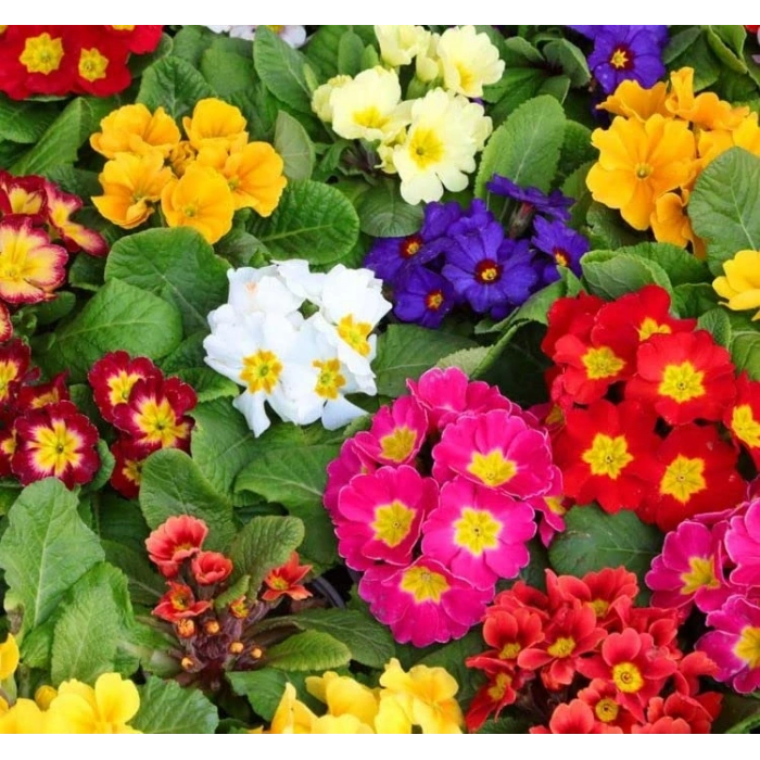 Çuha Çiçeği Tohumu - Renkli ve Göz Alıcı