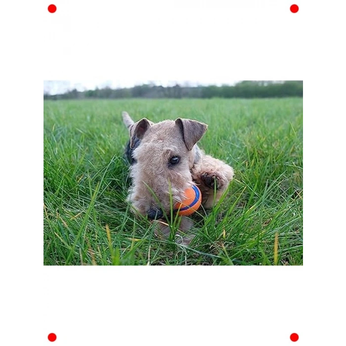 Dayanıklı Yüzen Köpek Oyun Topu - 3 Adet Orta Boy