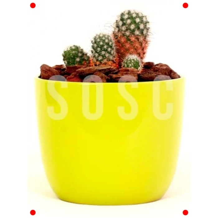 Dekoratif Çam Kabuğu (10-20mm), 3 Litre