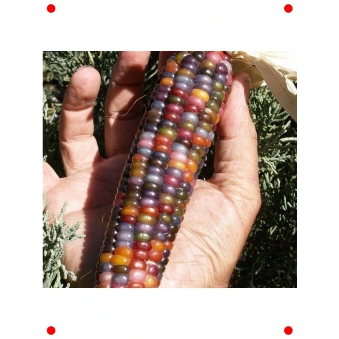 Dekoratif Renkli Mısır Tohumu - 10 gr