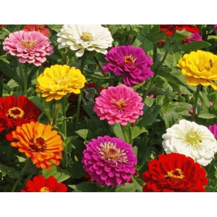 Dev çiçekli zinnia tohumu, 20 adet