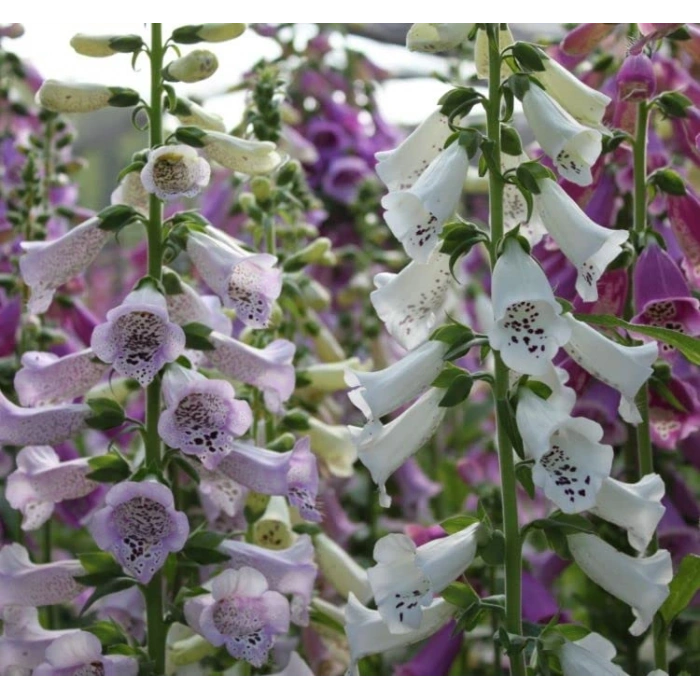 Digitalis Çiçeği Tohumu - Bahçe İçin Özel Seçenek