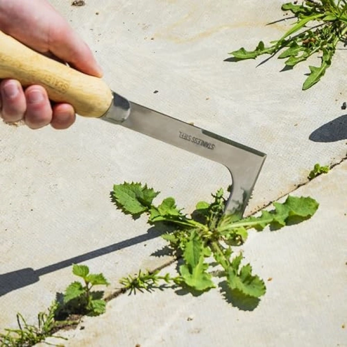 Dişbudak Saplı Paslanmaz Çelik Ayıklama Bıçağı