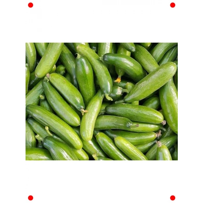 Doğal Çengelköy Salatalık Tohumu