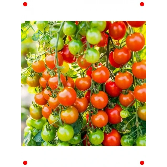 Doğal Kiraz Domates Tohumu