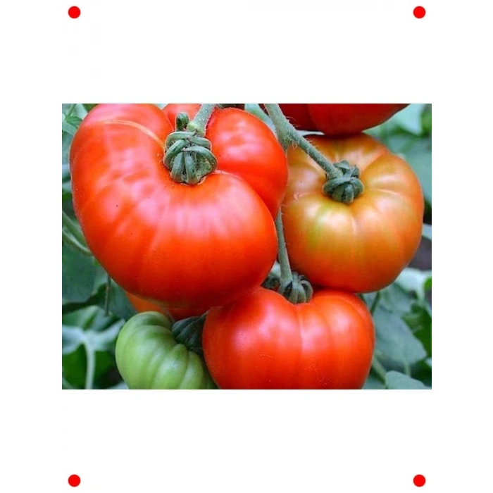 Doğal Marmande Domates Tohumu