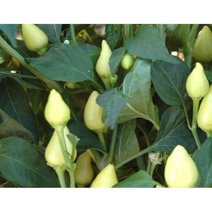 Doğal sket Biber Tohumu