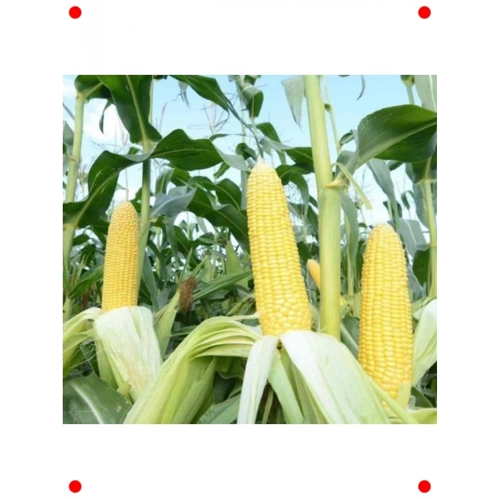 Doğal Tatlı Mısır Tohumu - Haşlamalık