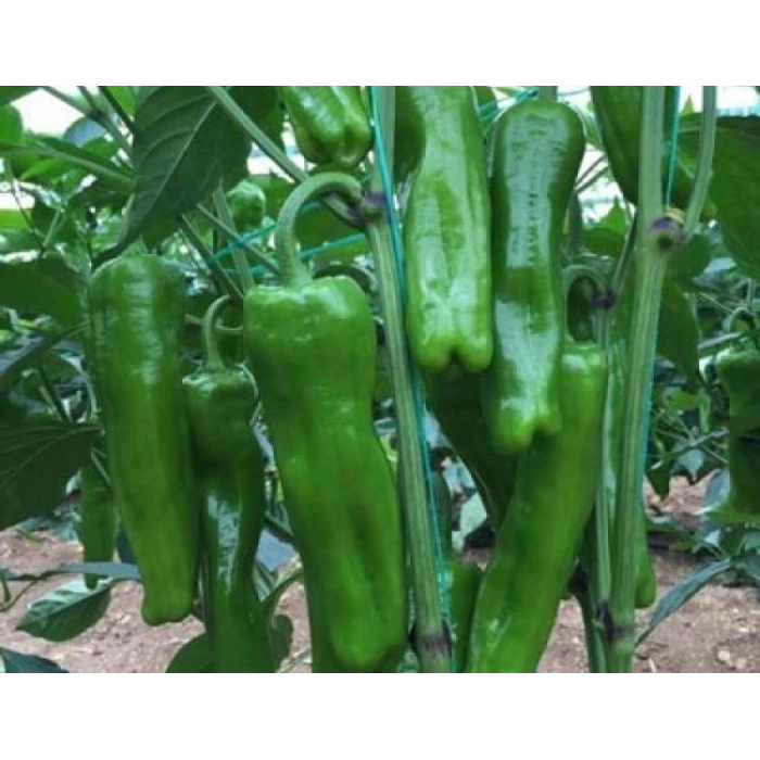 Doğal Üç Burun Biber Tohumu - Verimli Çeşit