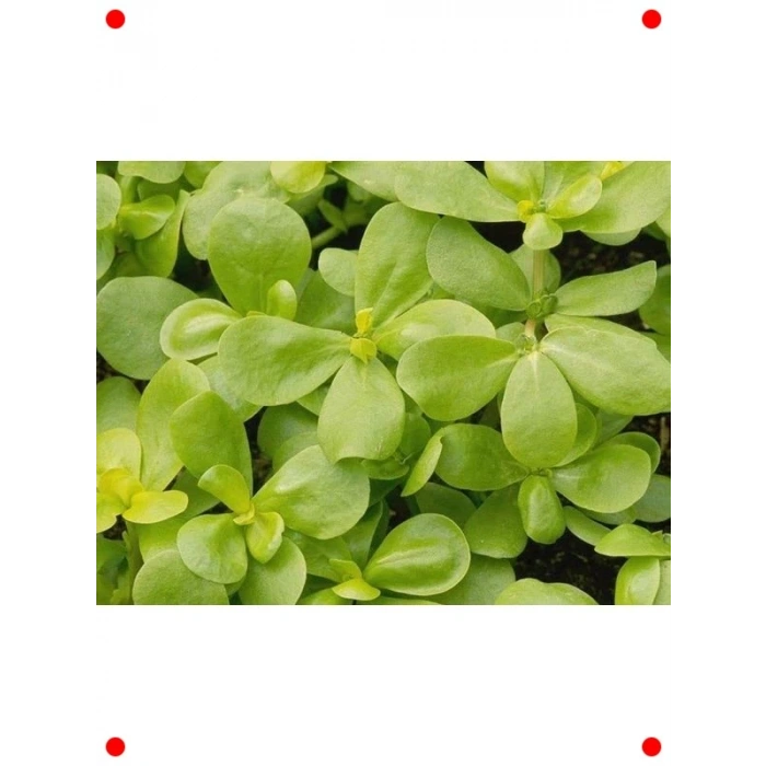 Doğal Yerli Semiz Otu Tohumu