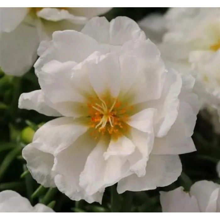 Duble Katlı İpek Çiçeği Tohumu, Beyaz Renkli, 25 Adet