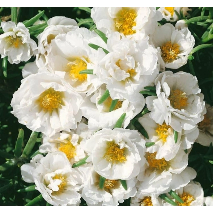 Duble Katlı İpek Çiçeği Tohumu, Beyaz Renkli, 25 Adet