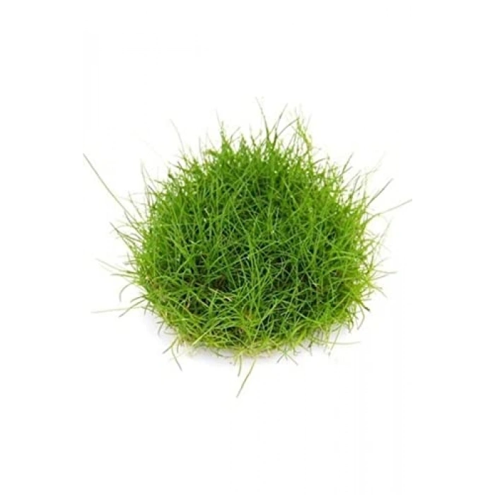 Eleocharis Parvulus In Vitro Canlı Bitki, 200cc Hacim
