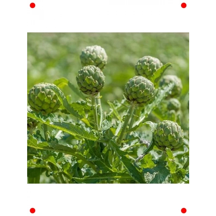 Enginar Tohumu (3 gr) - Lezzetli ve Faydalı