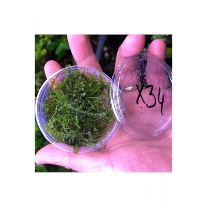 Erect Moss Kutu Canlı Bitki, Su Bitkileri İçin Dayanıklı Seçenek