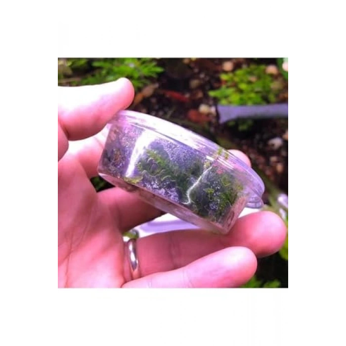 Erect Moss Kutu Canlı Bitki, Su Bitkileri İçin Dayanıklı Seçenek