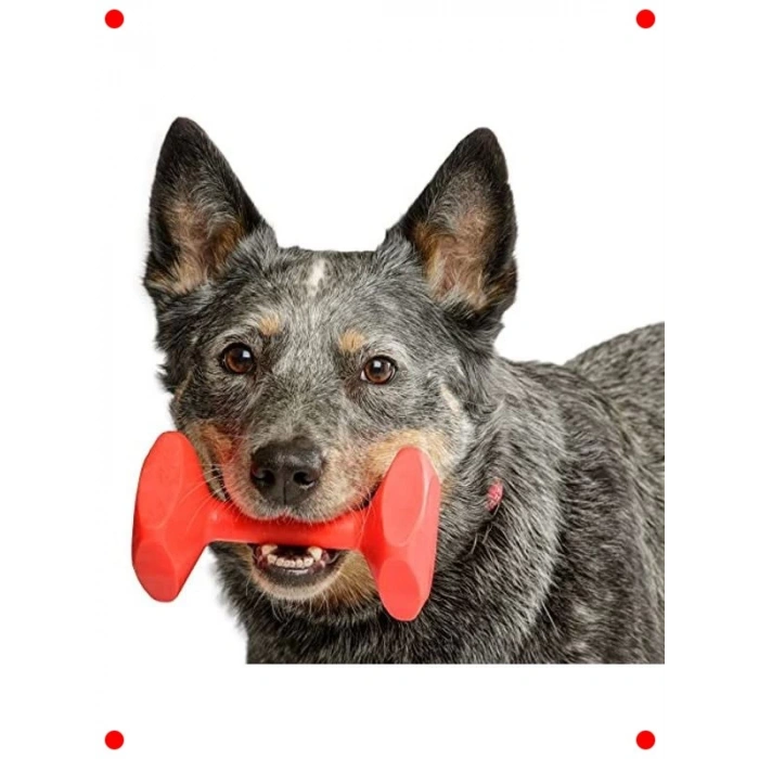 Evcil Hayvan Eğitim Dambılı