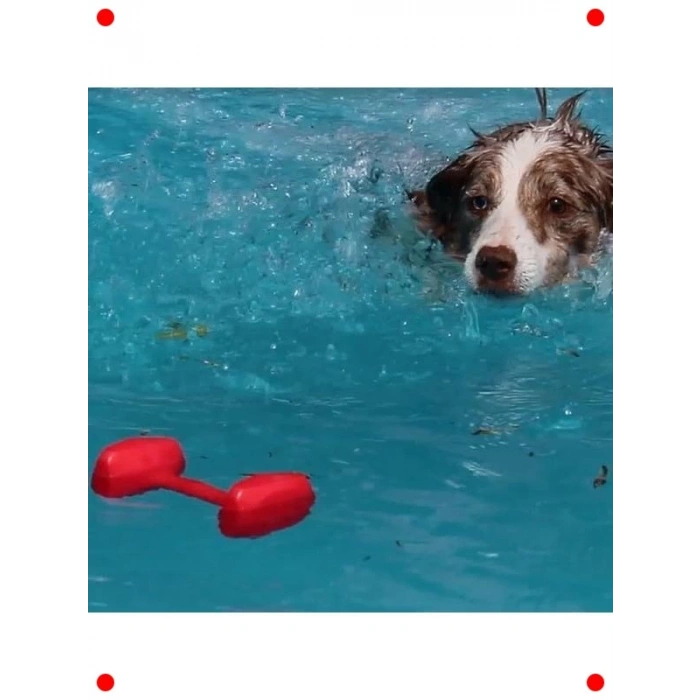 Evcil Hayvan Eğitim Dambılı