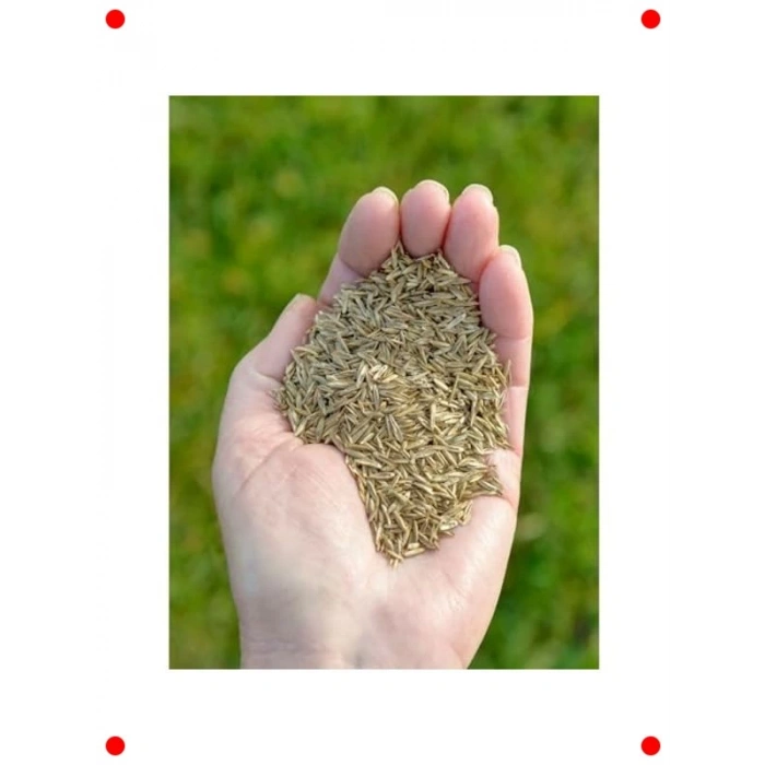 Evde Kolay Kedi Çimi Yetiştirme Kiti - Yıl Boyu Yeşillik!