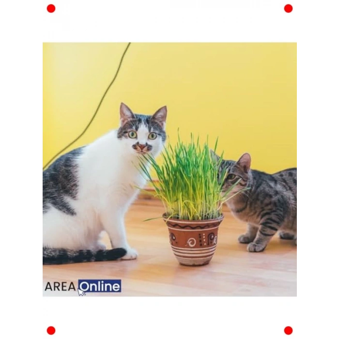 Evde Kolay Kedi Çimi Yetiştirme Kiti - Yıl Boyu Yeşillik!