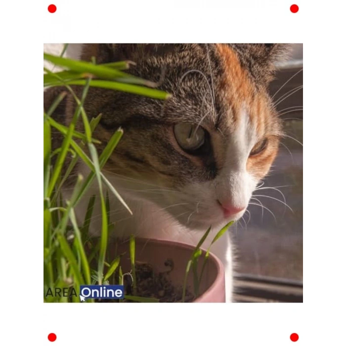 Evde Kolay Kedi Çimi Yetiştirme Kiti - Yıl Boyu Yeşillik!