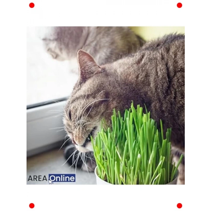 Evde Kolay Kedi Çimi Yetiştirme Kiti - Yıl Boyu Yeşillik!