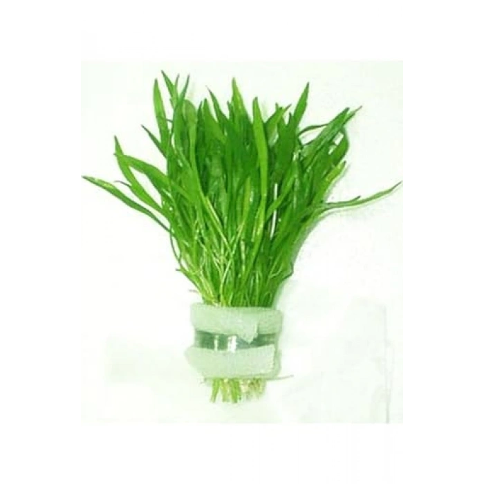 Ezelandiae Lilaeopsis Saksı Canlı Bitki, Su Bitkisi