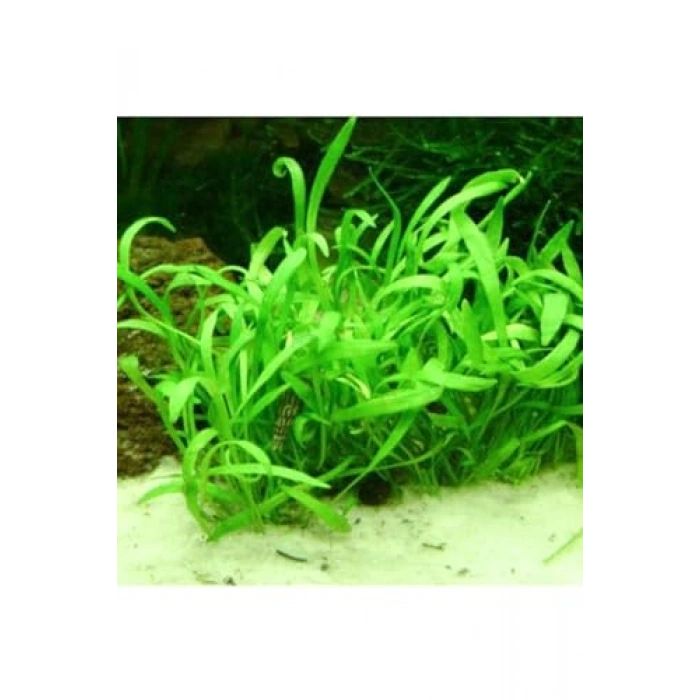 Ezelandiae Lilaeopsis Saksı Canlı Bitki, Su Bitkisi