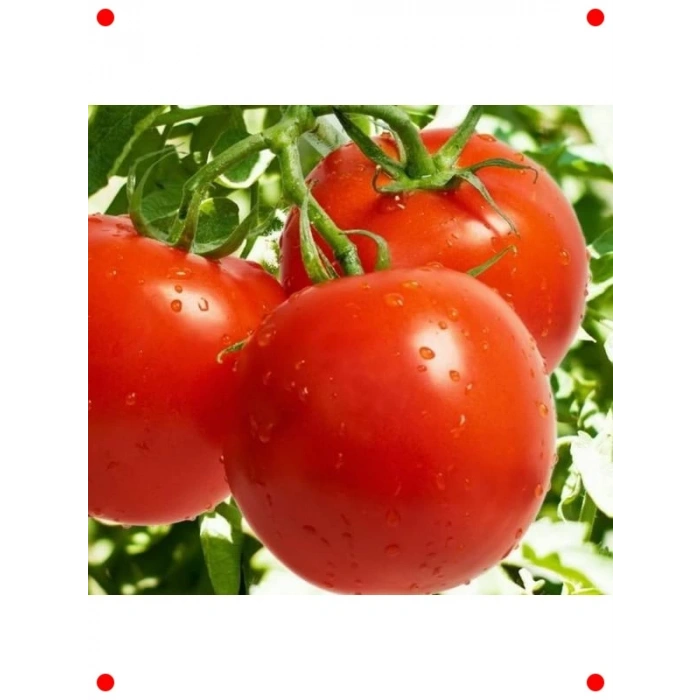 Falcon Bahçelik Domates Tohumu - 3 gr