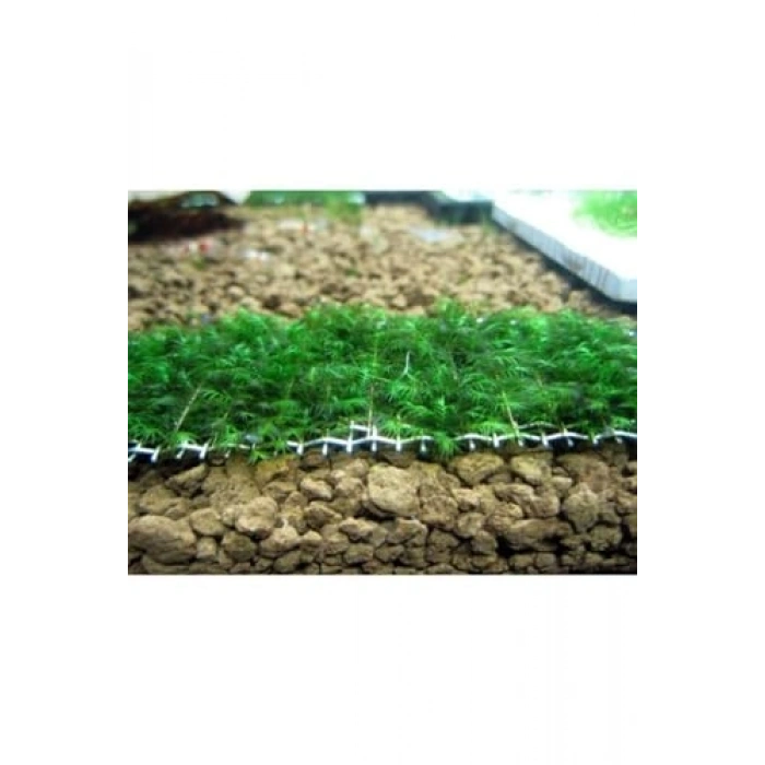 Fissidens Sp Fox Moss, Tele Sarılı 5x5 Canlı Bitki