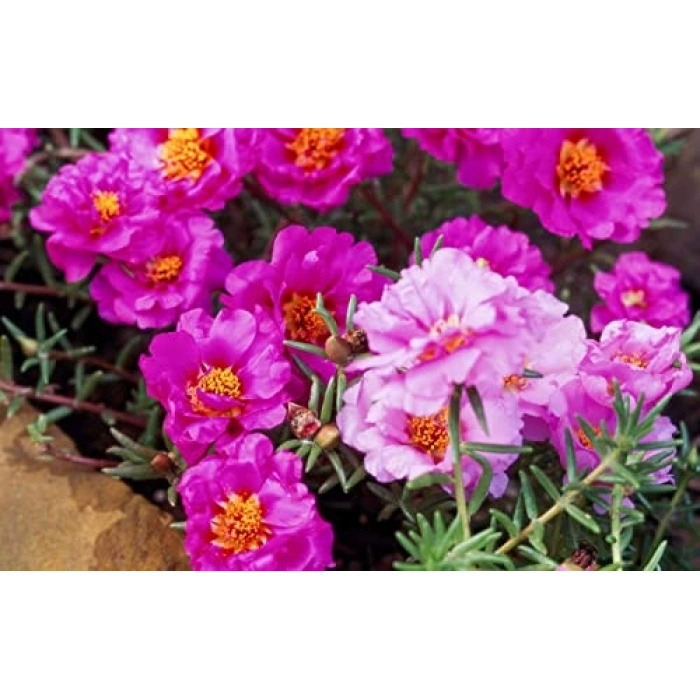 Fuşya Renkli İpek Çiçeği Tohumu - 40 Tohum