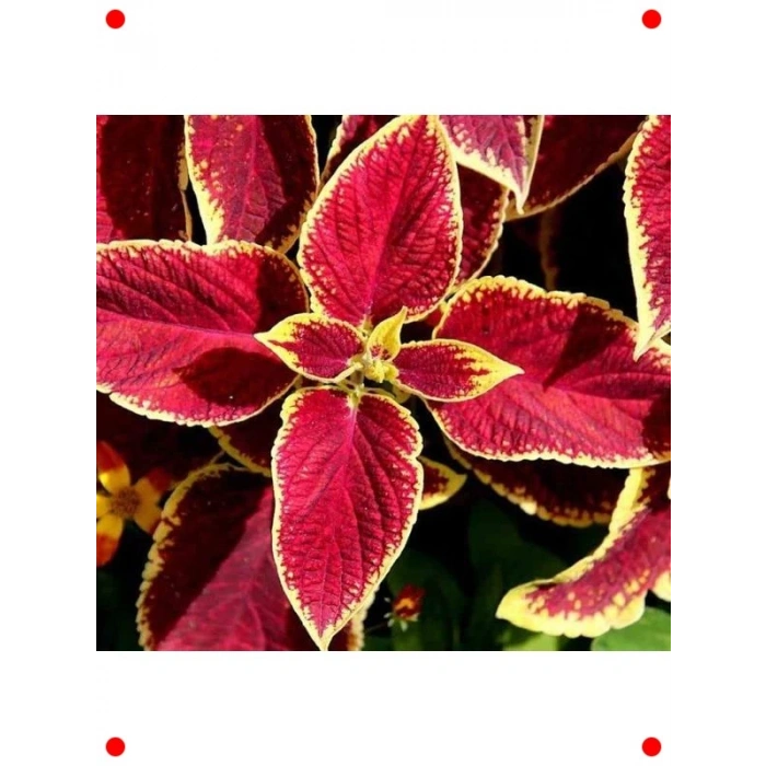 Geniş Yapraklı Kırmızı Yaprak Güzeli Tohumu - 20 Adet
