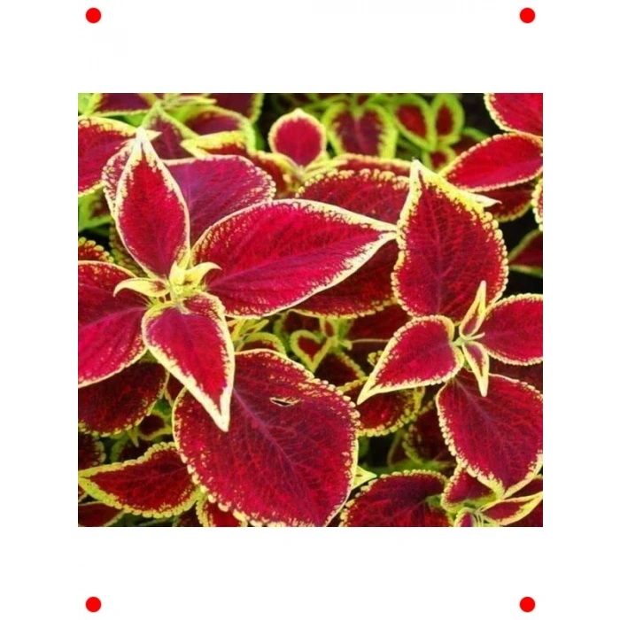 Geniş Yapraklı Kırmızı Yaprak Güzeli Tohumu - 20 Adet