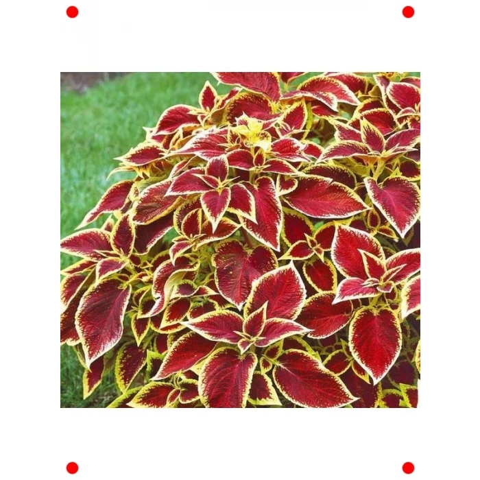 Geniş Yapraklı Kırmızı Yaprak Güzeli Tohumu - 20 Adet