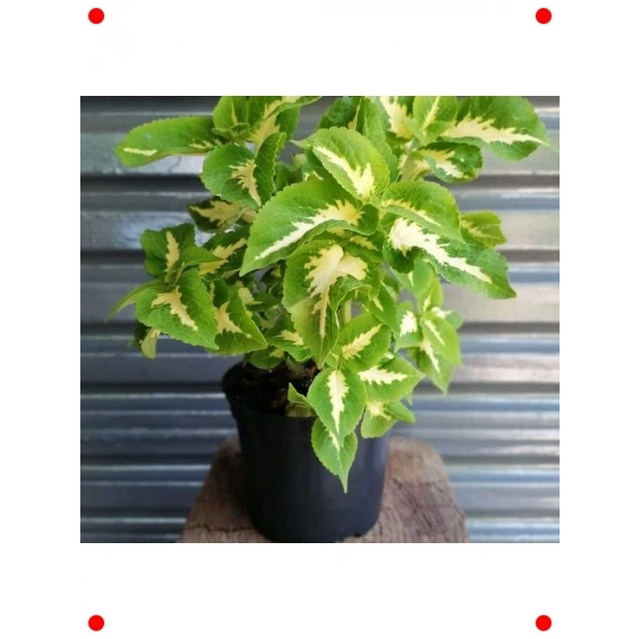 Geniş Yapraklı Yaprak Güzeli Tohumu Kırmızı Yeşil Beyaz - 20