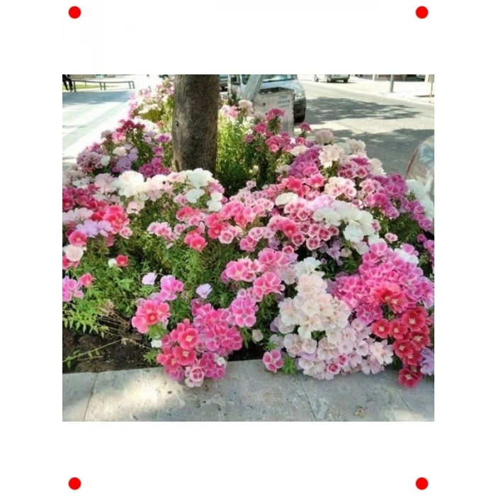 Godetya Çiçeği Karışık Renk Tohumları - 300 Adet