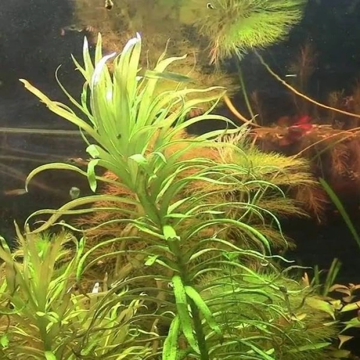 Golden Nesaea Pedicellata Saksı Canlı Bitki, Şık Görünüm