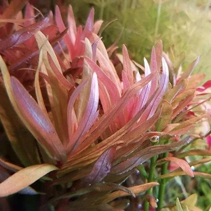 Golden Nesaea Pedicellata Saksı Canlı Bitki, Şık Görünüm