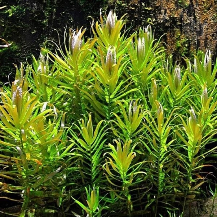Golden Nesaea Pedicellata Saksı Canlı Bitki, Şık Görünüm