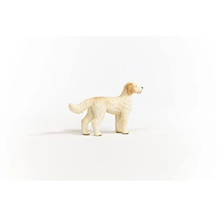 Goldendoodle