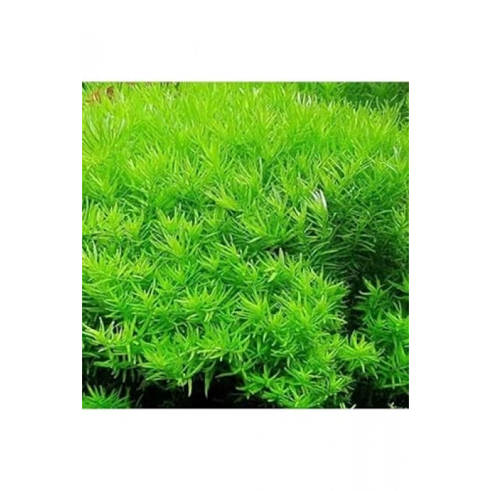 Green Rotala Indica In Vitro 200cc Canlı Bitki, Su Bitkisi