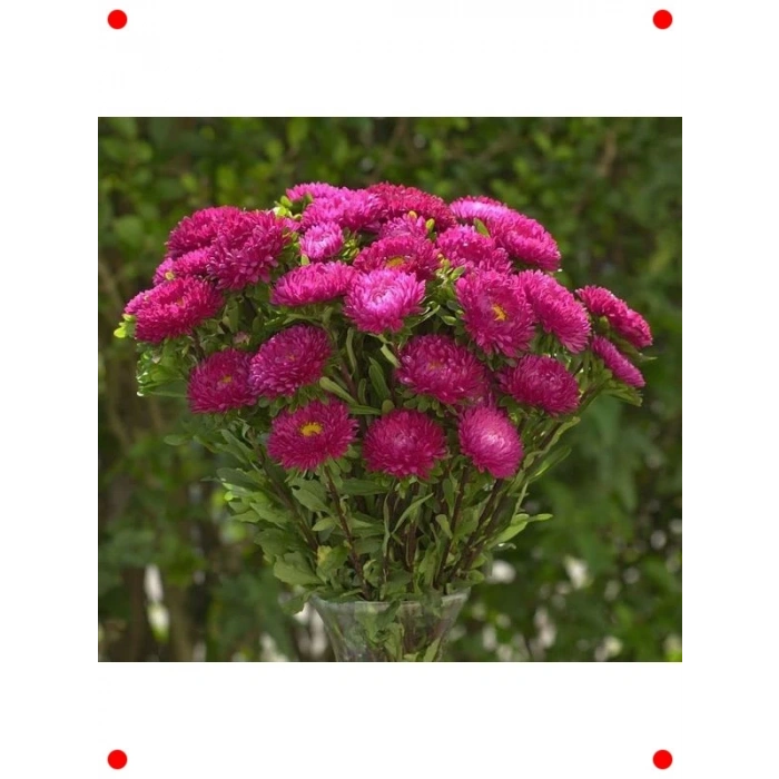 Gül Renkli Uzun Boylu Kasımpatı Tohumu (5 Adet)